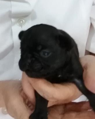 Cuccioli bulldog francese