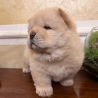 Cuccioli Chow-Chow