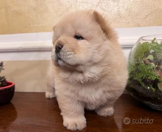 Cuccioli Chow-Chow