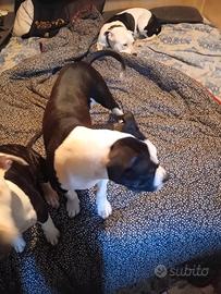 Amstaff