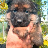 Pastore Tedesco cuccioli con Pedigree