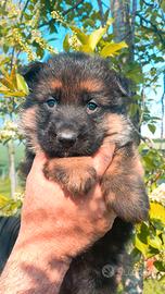 Pastore Tedesco cuccioli con Pedigree