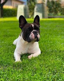 Accoppiamento Bulldog Francese