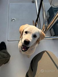 Cuccioli di labrador con pedigree biondi e neri