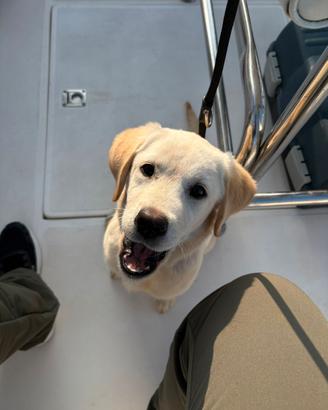 Cuccioli di labrador con pedigree biondi e neri