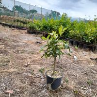 Piante di agrumi in contenitore