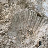 Pietra con fossili marini conchiglia