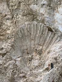 Pietra con fossili marini conchiglia