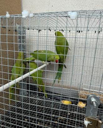 Parrocchetti dal collare