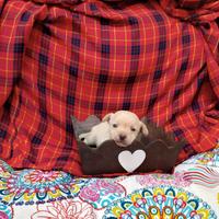 Chihuahua toy femmina