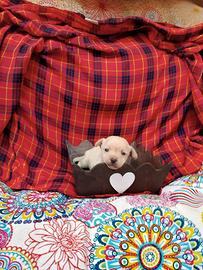 Chihuahua toy femmina