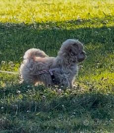 Maltipoo nano
