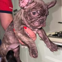 Bulldog francese