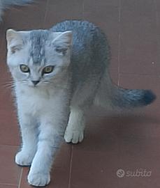 Scottish fold e Scottish straight