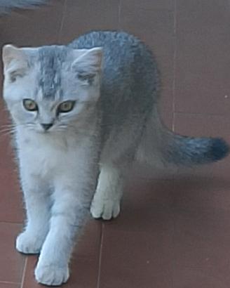 Scottish fold e Scottish straight