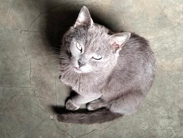 Gatto Certosino
