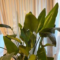Pianta strelitzia con vaso