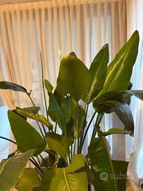Pianta strelitzia con vaso