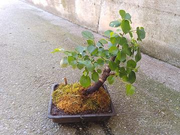 bonsai prunus