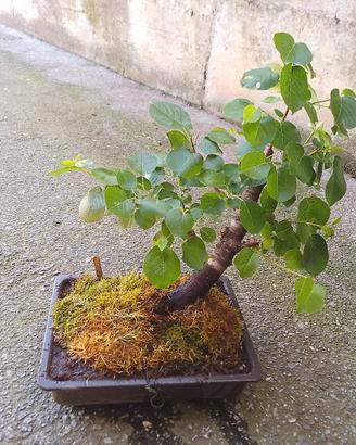 bonsai prunus