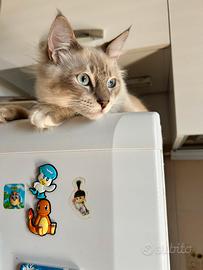 Cuccioli ragdoll 6 mesi