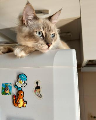 Cuccioli ragdoll 6 mesi