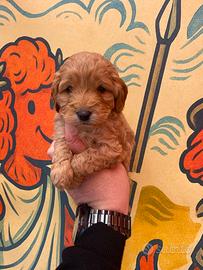 Barboncino Toy, maschio e femmina