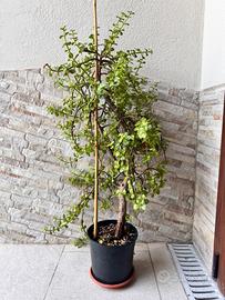 Pianta di Portulacaria Afra - Esemplare Maturo