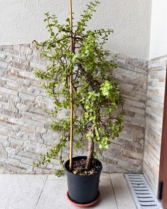 Pianta di Portulacaria Afra - Esemplare Maturo