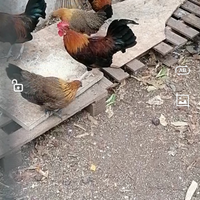 Galline x cova. Pulcini