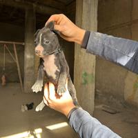 Pitbull kc red nouse