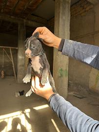 Pitbull kc red nouse