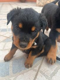 Rottweiler