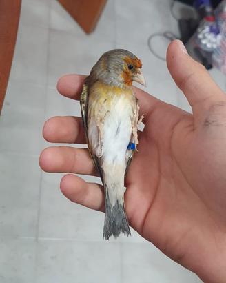 Incardellato