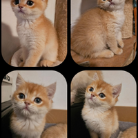 Ultimo meraviglioso cucciolo british shorthair ped