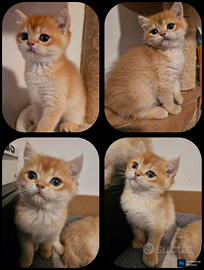Ultimo meraviglioso cucciolo british shorthair ped