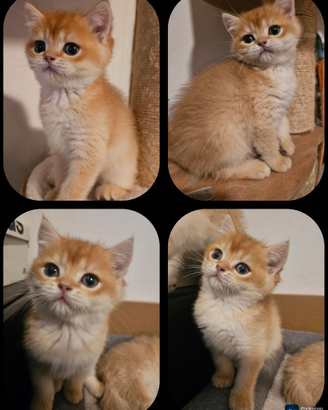 Ultimo meraviglioso cucciolo british shorthair ped