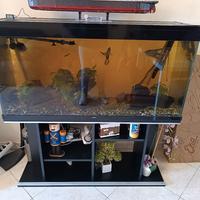 acquario Ciano LT.220