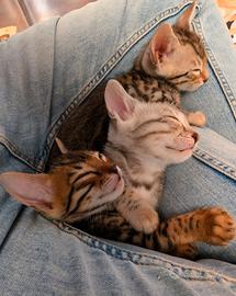 2 Cuccioli di Bengala Disponibili