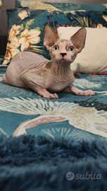 maschio bicolore sphynx 