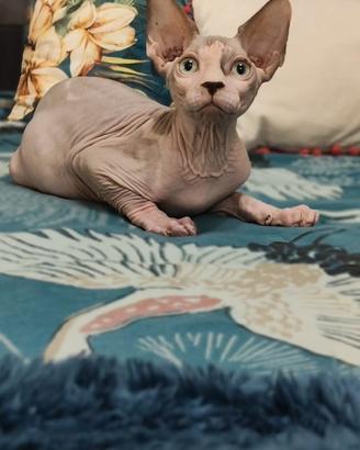 maschio bicolore sphynx 