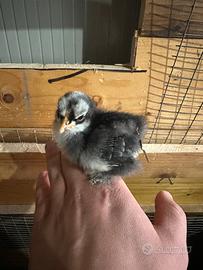 Pulcini cocincina nana