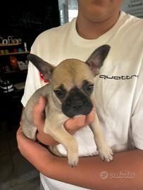 Bulldog francese