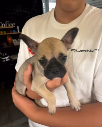 Bulldog francese