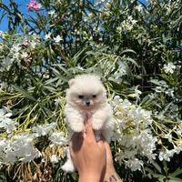 Spitz pomerania mini toy