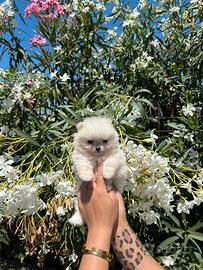 Spitz pomerania mini toy