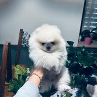 Spitz tedesco nano ( Pomerania)