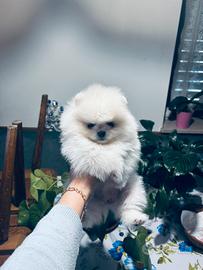 Spitz tedesco nano ( Pomerania)