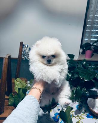 Spitz tedesco nano ( Pomerania)