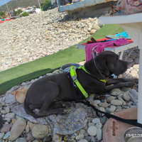 Cane corso grigio femmina